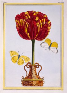 Tulipán 